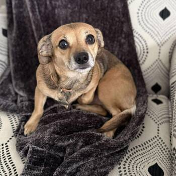 Rescue Chihuahua Dogs for Adoption in Grand Forks, North Dakota - Fern | PetCurious