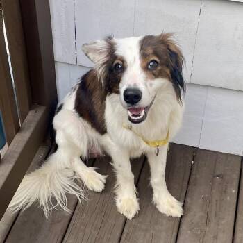 Finn -  Shetland Sheepdog Sheltie Dog for Adoption - Finn | PetCurious