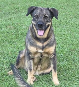 Jenny -  German Shepherd Dog and Mixed Breed Dog for Adoption in Zimmerman, Minnesota - Jenny | PetCurious