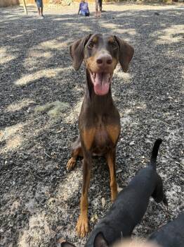 Rescue Doberman Pinscher Dogs for Adoption in St. Augustine, Florida - Willow | PetCurious