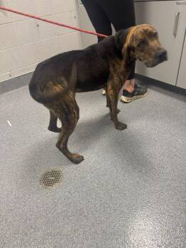 Mixed Breed Dogs Available for Adoption in Sevierville, Tennessee - Creek | PetCurious