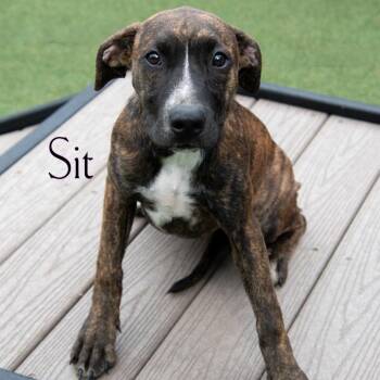 Sit -  Hound and Mixed Breed Dog for Adoption in Waynesboro, Pennsylvania - Sit | PetCurious