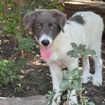 Celly -  Great Pyrenees Dog for Adoption in Chatham, New Jersey - Celly | PetCurious