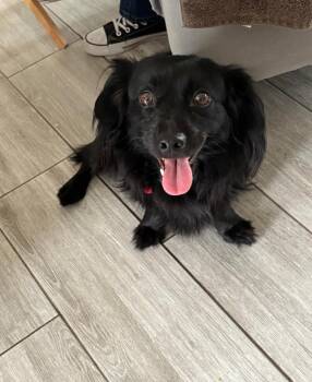 Dachshund Dogs Available for Adoption - Cash | PetCurious