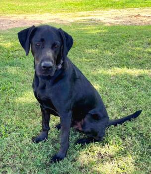Guinness -  Labrador Retriever Dog for Adoption in Pelzer, South Carolina - Guinness | PetCurious