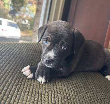 Rescue Labrador Retriever Dogs for Adoption in Washington, District Of Columbia - Babe Pokey | PetCurious