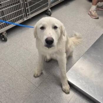 Keller 26-08-091 -  Great Pyrenees Dog for Adoption in Bastrop, Texas - Keller 26-08-091 | PetCurious