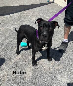 Rescue Pit Bull Terrier Dogs for Adoption in Morristown, Tennessee - Bobo | PetCurious