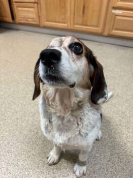 June Carter -  Beagle and Mixed Breed Dog for Adoption in Harbor Springs, Michigan - June Carter | PetCurious