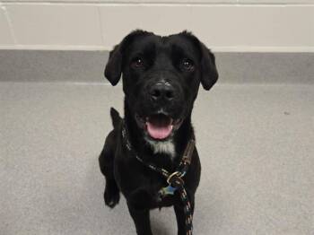 Labrador Retriever and Mixed Breed Dogs Available for Adoption - CREPE | PetCurious