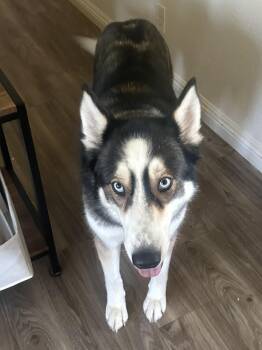 Snowflake -  Siberian Husky Dog for Adoption in Menifee, California - Snowflake | PetCurious