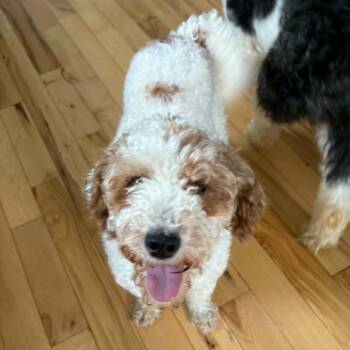 Kailey -  Golden Retriever and Miniature Poodle Dog for Adoption in Rochester, Minnesota - Kailey | PetCurious