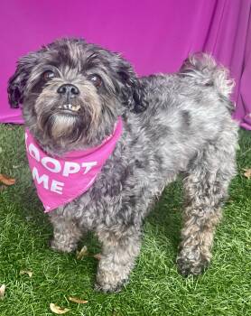 GRACIE -  Poodle Dog for Adoption in Rowland Heights, California - GRACIE | PetCurious