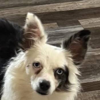 Luna (20261017-01) -  Australian Shepherd Dog for Adoption in Niagara Falls, Ontario - Luna (20261017-01) | PetCurious