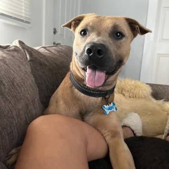 American Staffordshire Terrier and Mixed Breed Dogs Available for Adoption in Corpus Christi, Texas - Cash | PetCurious