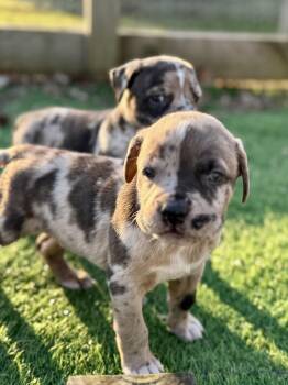 Catahoula Leopard Dog and Labrador Retriever Dogs Available for Adoption - Violet | PetCurious