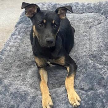 Charlotte -  Mixed Breed Dog for Adoption in Duncan, Oklahoma - Charlotte | PetCurious