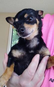 Chihuahua Dogs Available for Adoption in Mineola, Texas - Pepper | PetCurious