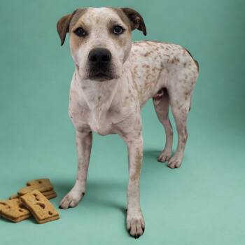 Rescue Hound Dogs for Adoption in Lake Panasoffkee, Florida - Branch | PetCurious