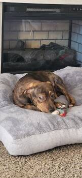 Mixed Breed Dogs Available for Adoption in Lansing, Michigan - Blossom (26-060 D) | PetCurious