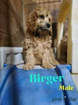 Birger (tyke) -  Goldendoodle Dog Available for Adoption in Mauston, Wisconsin - Birger (tyke) | PetCurious
