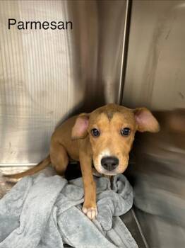 Rescue Hound Dogs for Adoption in Knoxville, Tennessee - Parmesan | PetCurious