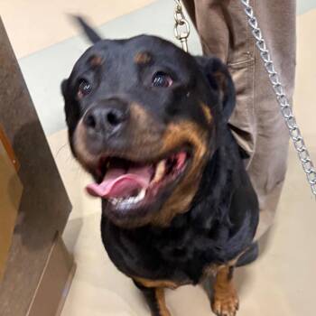 Alita -  Rottweiler Dog for Adoption in Winston-salem, North Carolina - Alita | PetCurious