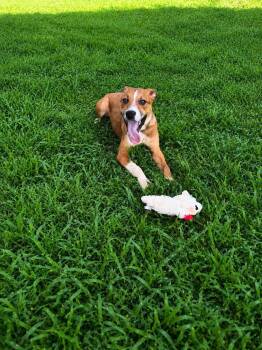 Haven -  Pit Bull Terrier and Labrador Retriever Dog for Adoption in Nashville, Tennessee - Haven | PetCurious