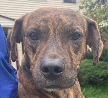 Looney -  Mixed Breed Dog for Adoption in Cincinnati, Ohio - Looney | PetCurious