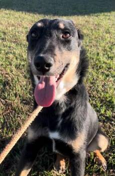 German Shepherd Dog Dogs Available for Adoption in Cedarburg, Wisconsin - Chumba | PetCurious