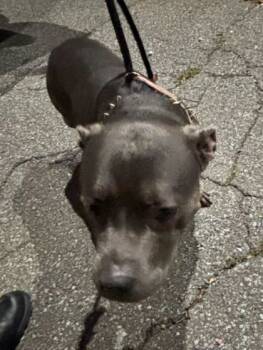 Rescue Mixed Breed Dogs for Adoption in West Chester, Pennsylvania - Eloween | PetCurious