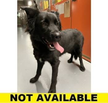 Rescue Shepherd and Mixed Breed Dogs for Adoption in Eugene, Oregon - Natasha | PetCurious