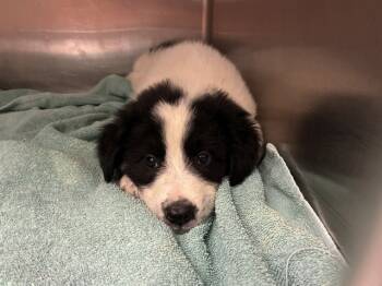 Rescue Saint Bernard and Mixed Breed Dogs for Adoption in Rancho Cucamonga, California - FLOOFY | PetCurious