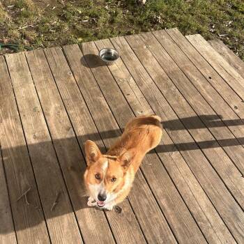 Salem -  Cardigan Welsh Corgi Dog for Adoption in Tulsa, Oklahoma - Salem | PetCurious