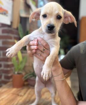 Corvette -  Terrier Dog for Adoption in Pasadena, California - Corvette | PetCurious