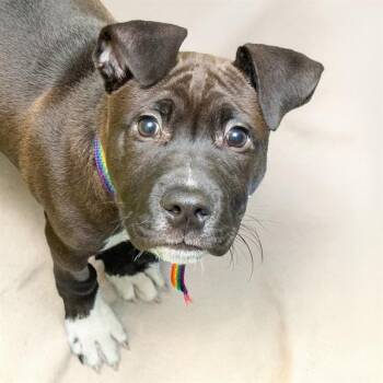 American Bulldog and Mixed Breed Dogs Available for Adoption in St. Louis, Missouri - MACKENZIE | PetCurious