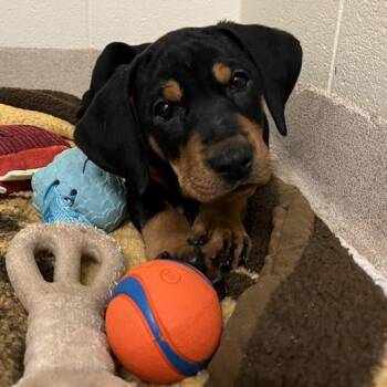 Plott Hound and Treeing Walker Coonhound Dogs Available for Adoption in South Burlington, Vermont - Omelette | PetCurious