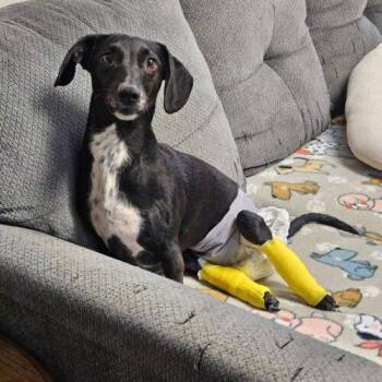 Mike -  Dachshund Dog for Adoption in Broken Arrow, Oklahoma - Mike | PetCurious
