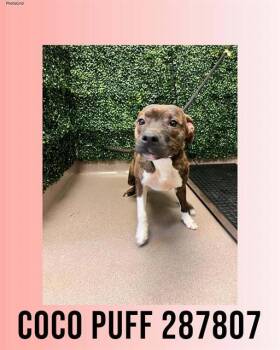 Mixed Breed Dogs Available for Adoption - COCO PUFF | PetCurious