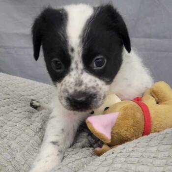 Rescue Pointer and Mixed Breed Dogs for Adoption - Domino (Inkspot Litter) | PetCurious