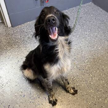 Collie and Mixed Breed Dogs Available for Adoption in Tuscaloosa, Alabama - TUSC-Stray-84540_2 | PetCurious