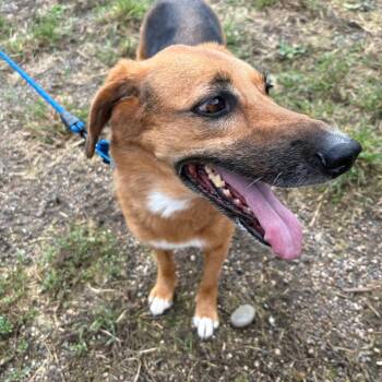 Lilly -  Coonhound and German Shepherd Dog Dog for Adoption in West Des Moines, Iowa - Lilly | PetCurious