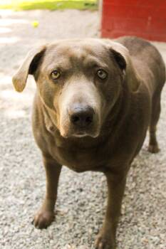 Chloe Bug -  Labrador Retriever and Weimaraner Dog for Adoption in Ona, West Virginia - Chloe Bug | PetCurious