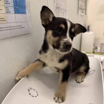 Husky Dogs Available for Adoption in Park City, Utah - Trout | PetCurious