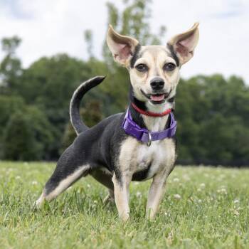 Zelda -  Mixed Breed Dog for Adoption in Franklin, Tennessee - Zelda | PetCurious