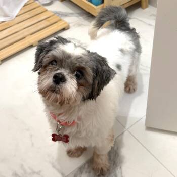 Lolita -  Shih Tzu Dog for Adoption - Lolita | PetCurious