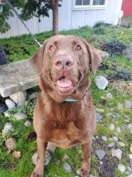 Labrador Retriever and Mixed Breed Dogs Available for Adoption in Camano, Washington - Colby (In Foster) | PetCurious
