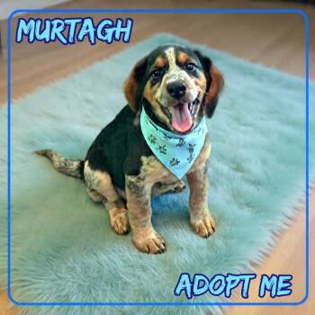 Murtagh -  Beagle and Basset Hound Dog for Adoption in Grove, Oklahoma - Murtagh | PetCurious