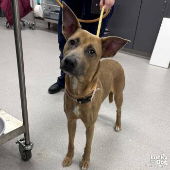 Shepherd and Terrier Dogs Available for Adoption - Hazel | PetCurious