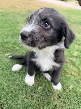 Mercury -  Parson Russell Terrier and Border Terrier Dog for Adoption in Gilbert, Arizona - Mercury | PetCurious